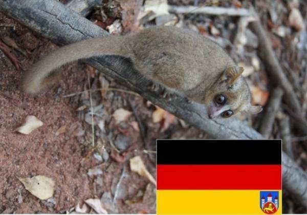 Mouse lemur. Photo credits: Anni Hämäläinen.
