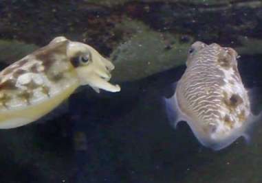 Male mourning cuttlefish (right) looking sexy for a female (left half) while simultaneously displaying deceptive female coloration (right half) towards a rival male. Photo credits: Culum Brown