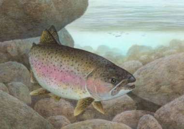 Rainbow trout. Source: http://en.wikipedia.org