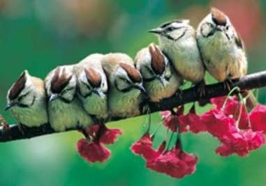 A group of jointing-nesting Taiwan yuhina huddle together. Yuhinas have been found to be more cooperative in unfavourable environments. Credit: Y.-D. Linv