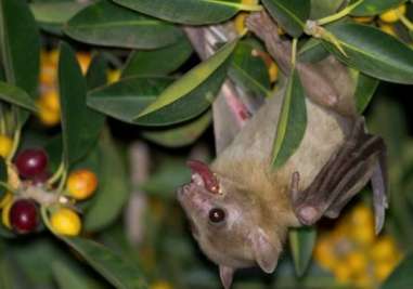 A 3-dimensional compass has been identified in the brain of an Egyptian fruit bat.
